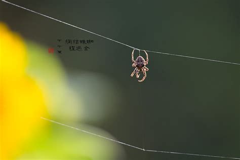 蜘蛛結網時間 練體十萬層